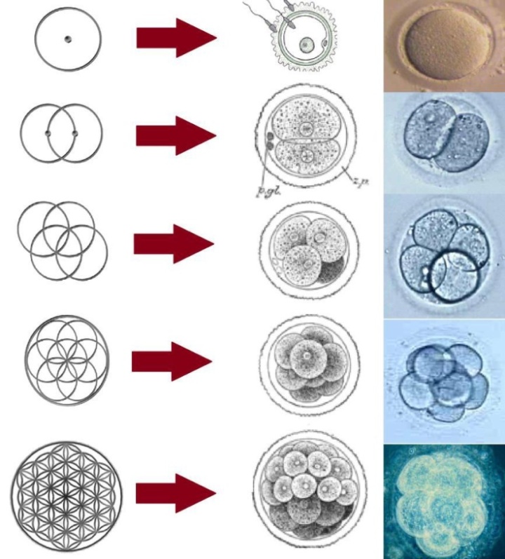 Flower of Life Human Cell